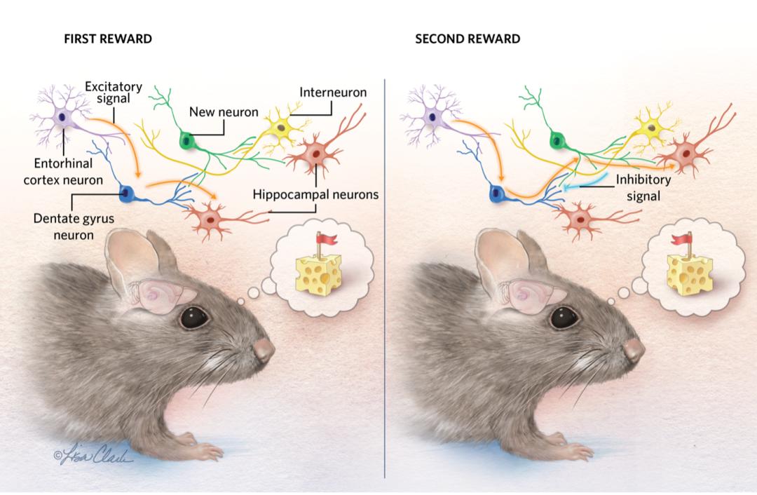成人大脑神经元视频,人体大脑神经元有多少