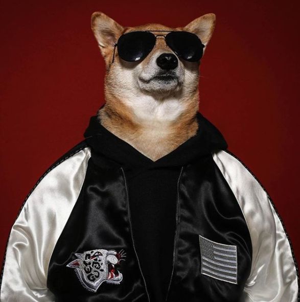 帅到各种时尚大牌求合作，它居然是条狗……你们信吗？