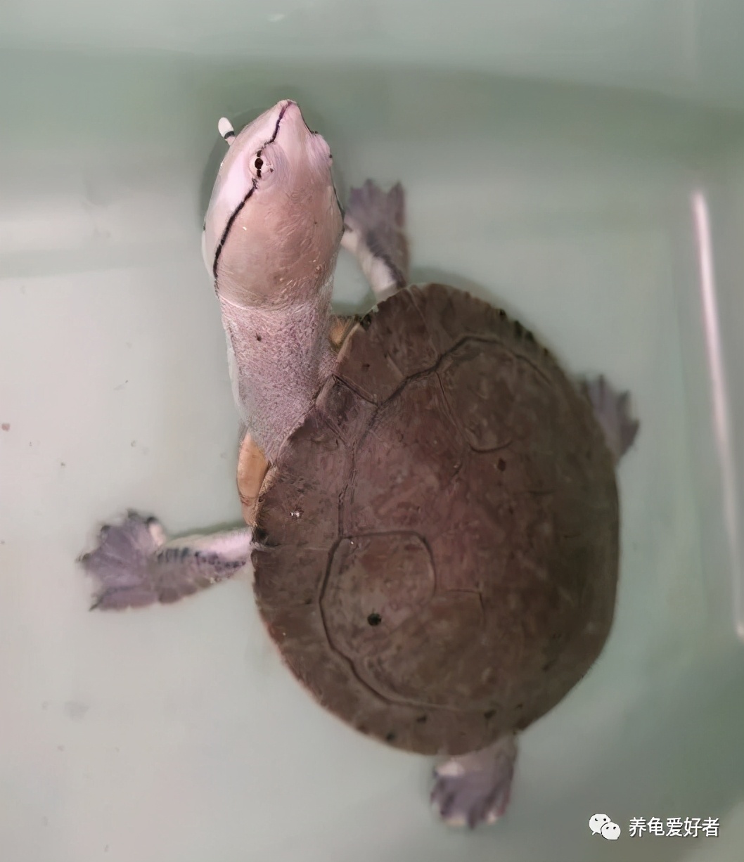 龟死亡的三大原因,龟死了的8个预兆