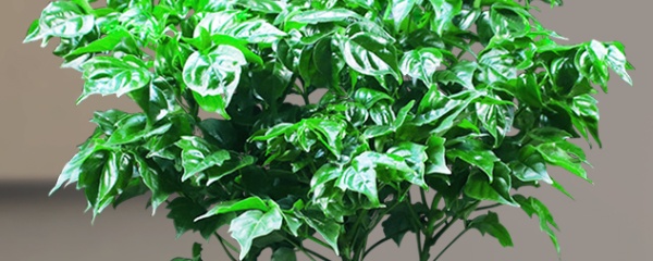 幸福树叶子发黄是怎么回事,幸福树叶子发黄干枯有黑点