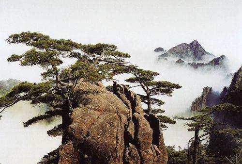 大雪压顶岁寒三友,大雪压青松青松不低头