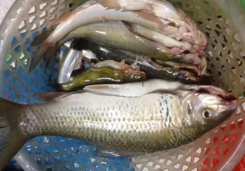 鱼怎么处理才干净又简单,鱼的处理小技巧