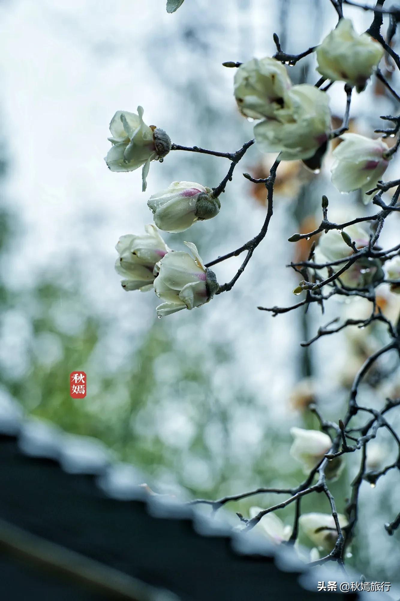 雨中赏樱别有意境,雨中赏玉兰美句