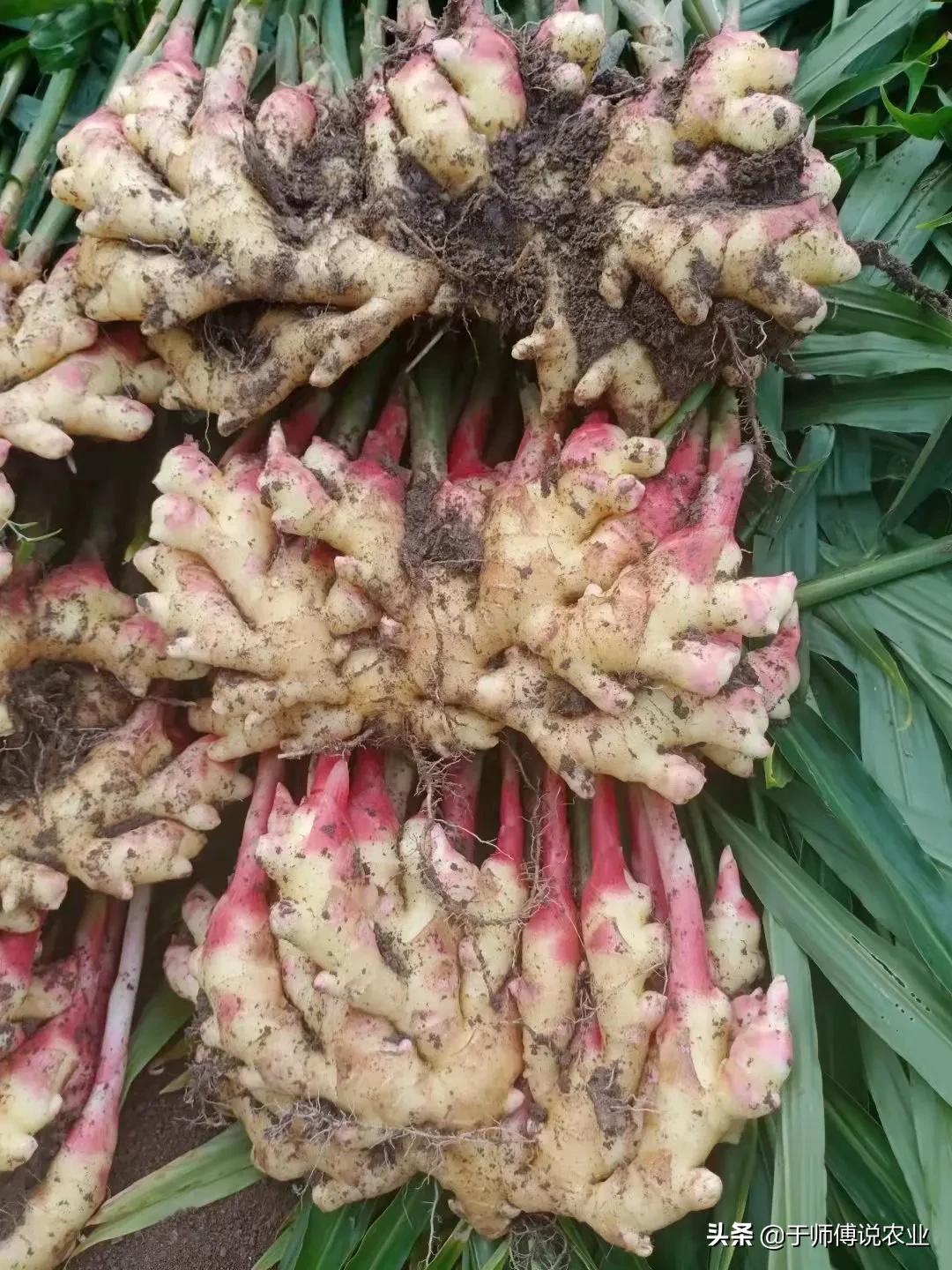 生姜种植前景与风险,生姜种植前景和效益