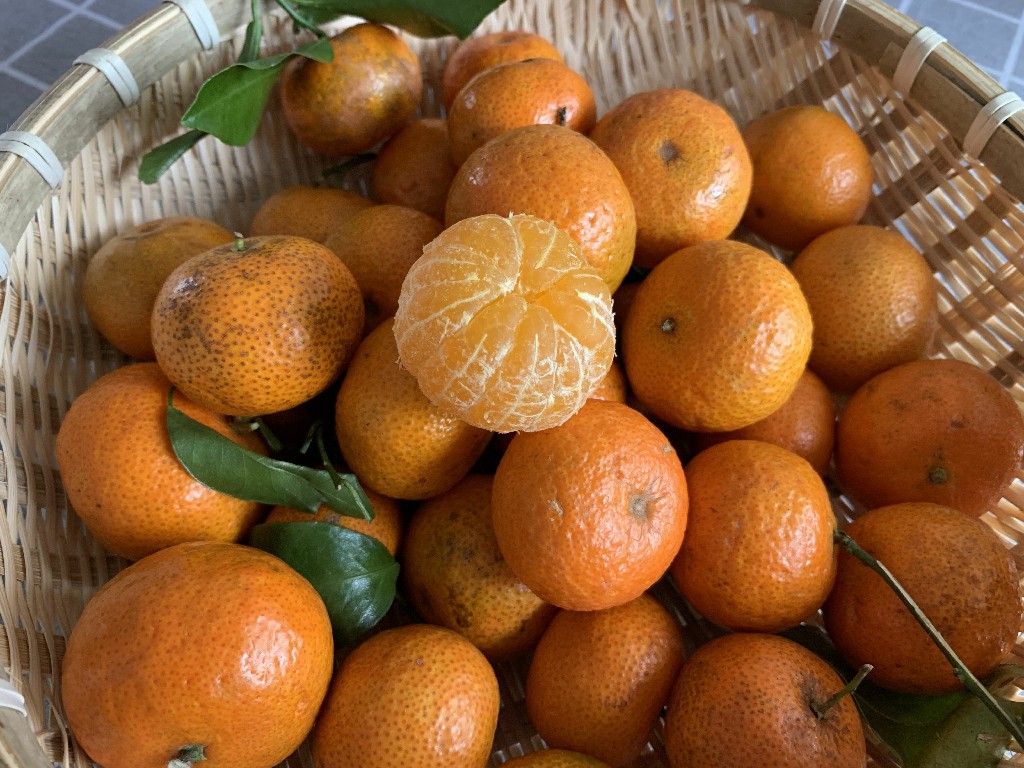 经常吃砂糖橘手会发黄吗,经常吃砂糖橘对孩子好吗