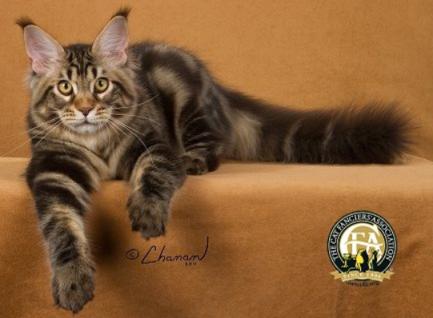 温柔的巨人猫视频,温柔的巨人布偶猫