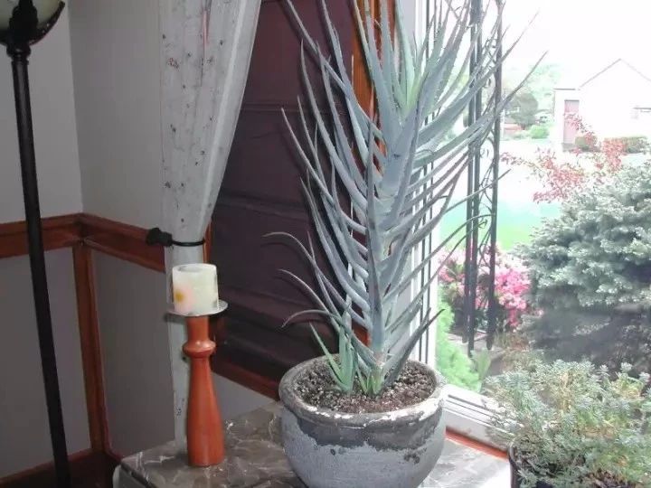 室内绿植推荐客厅好养净化空气,室内养什么绿植可以净化空气