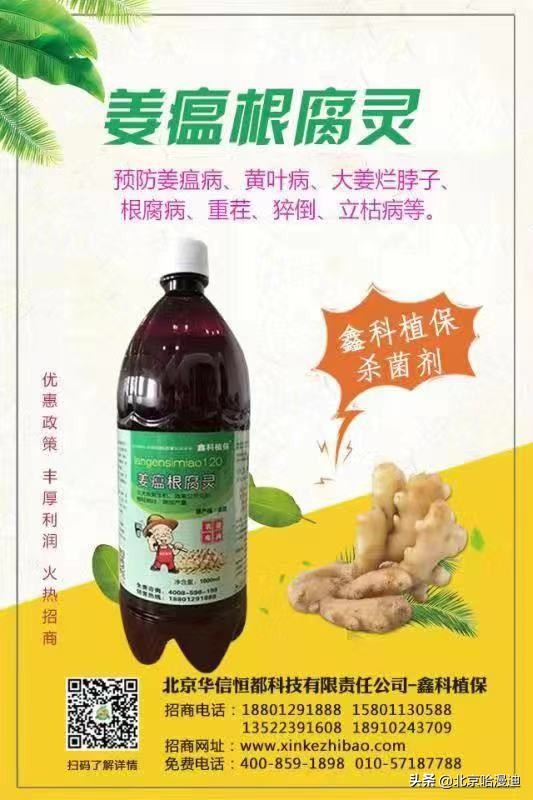 生姜的姜瘟病如何防治,生姜主要病害用什么药防治