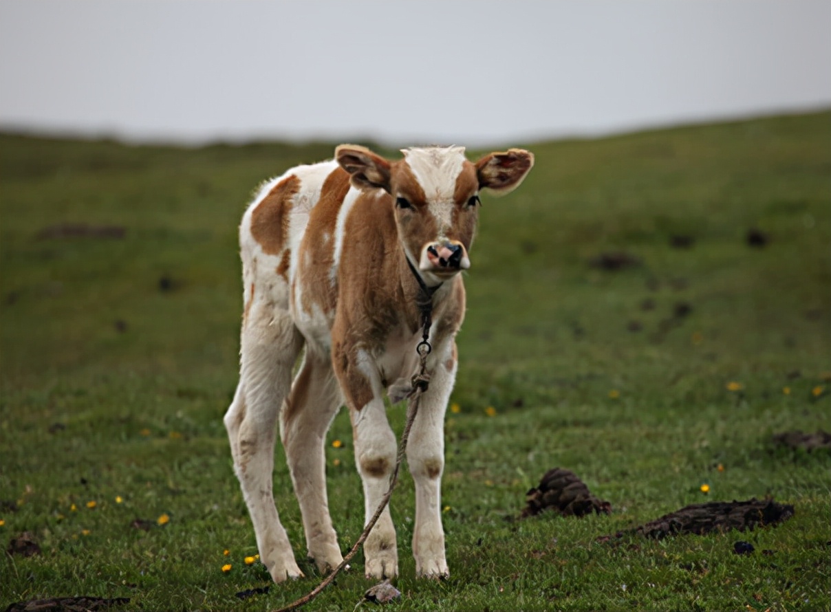 新生牛犊把肠粘膜拉出来怎么回事,牛犊粪便有黏膜怎么办
