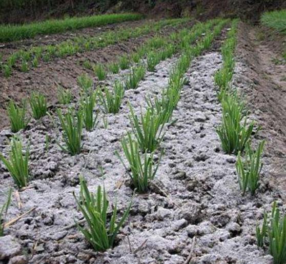 古人制作草木灰的方法,古人草木灰