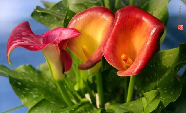 马蹄莲花朵点缀,马蹄莲鲜花造型创意图片