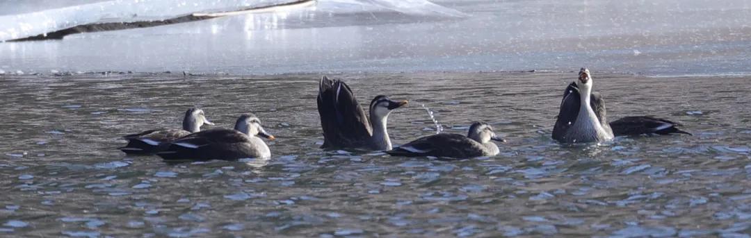 涂上黄色的“润唇膏”，TA就是野鸭中最靓的仔