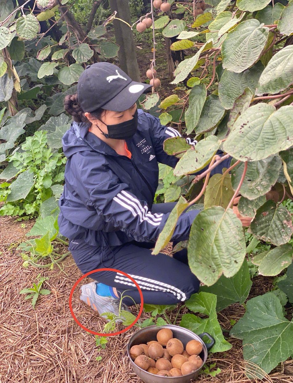 网红鼻祖芙蓉姐姐近况，衣着低调现身农家院，脚上的鞋子成了焦点