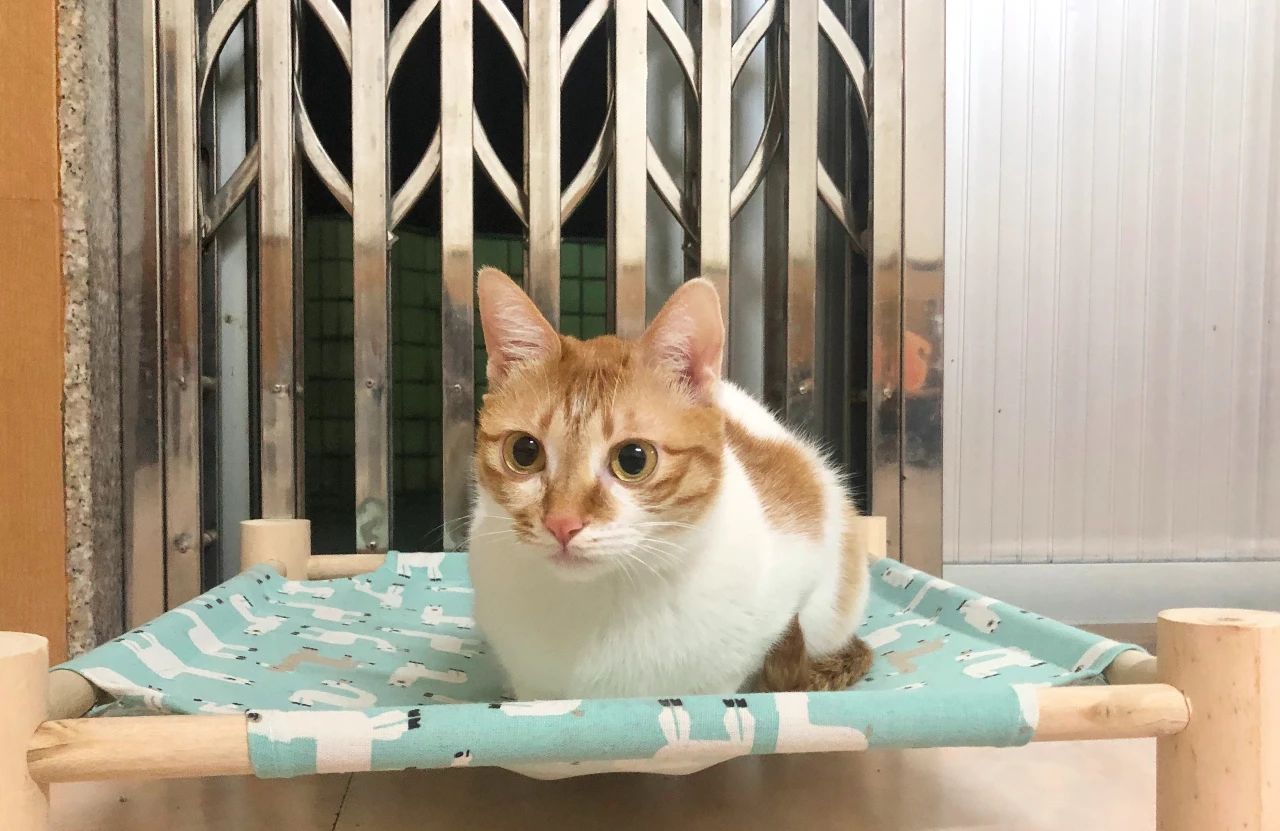 家猫引入中国的记载,家猫是恐猫演变而来的吗