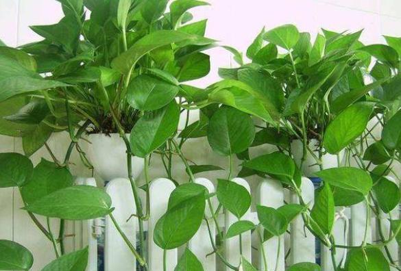 绿萝黄叶是什么原因如何处理,绿萝黄叶是什么问题怎么解决