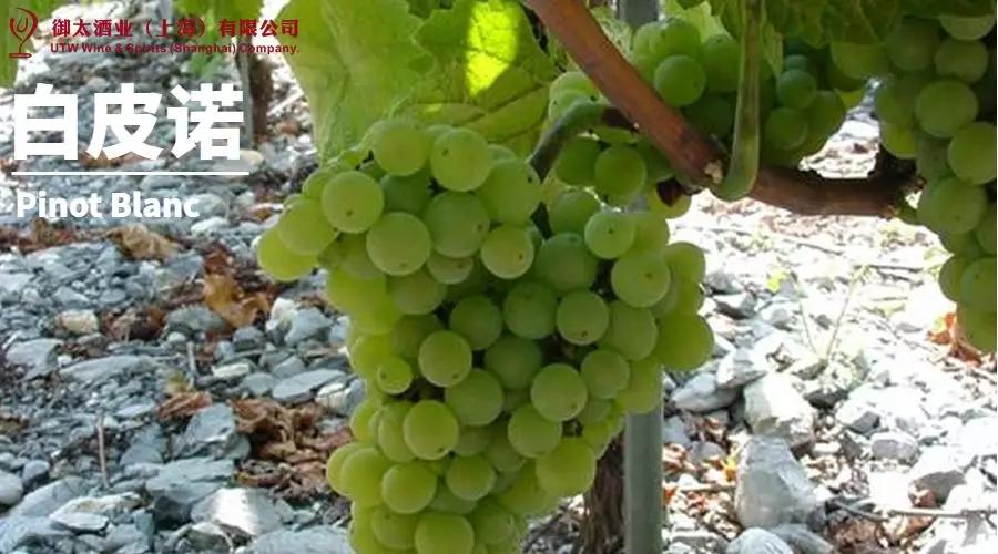 世界葡萄品种最甜十大排名榜,世界十大葡萄酒葡萄品种介绍