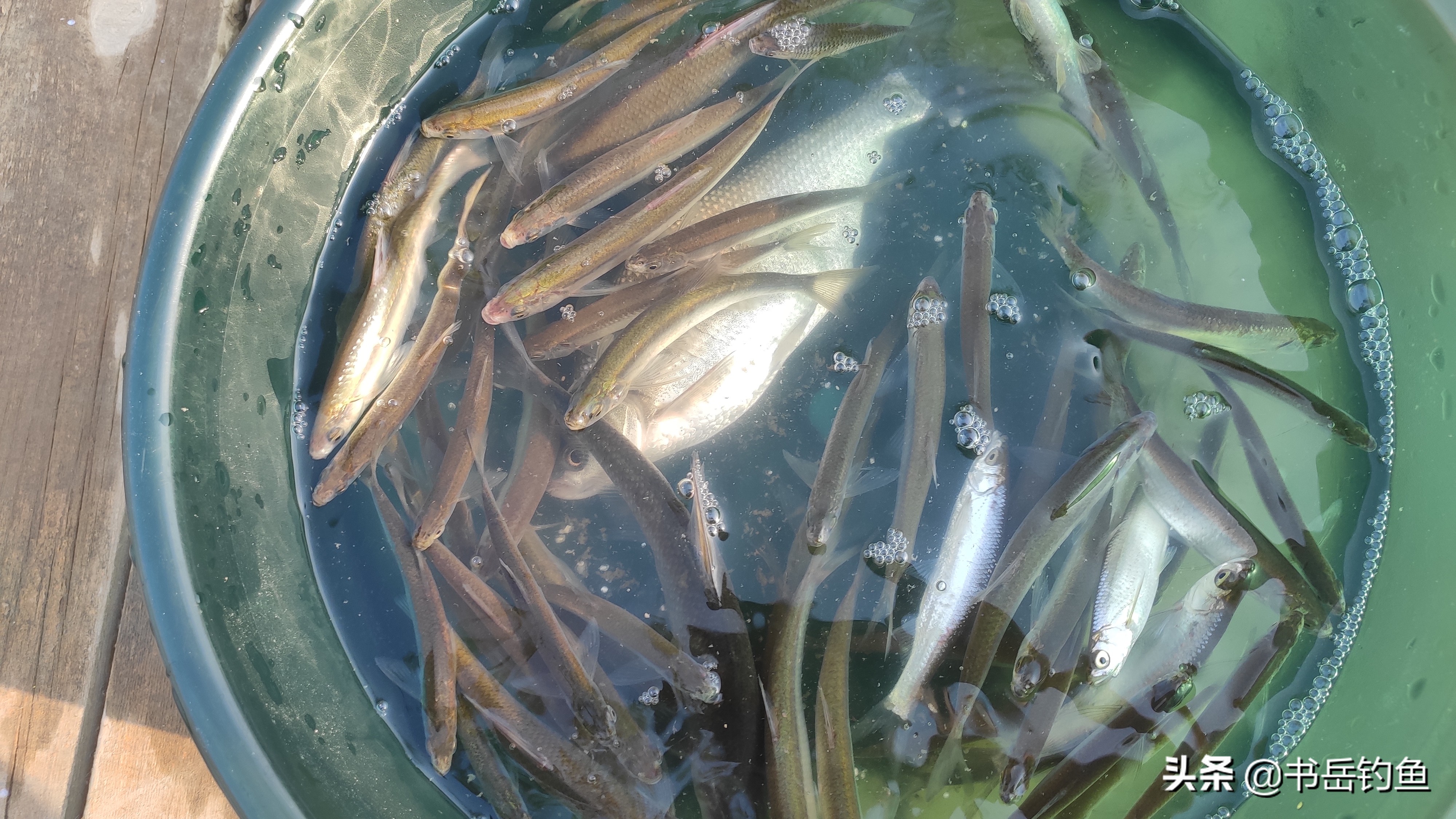 夏天白条闹窝太厉害怎么解决,白条闹窝太厉害用什么饵料