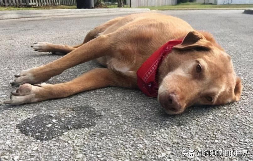 狗狗轻度中暑有意识能自行恢复吗,狗狗中暑放在空调房降温可以吗