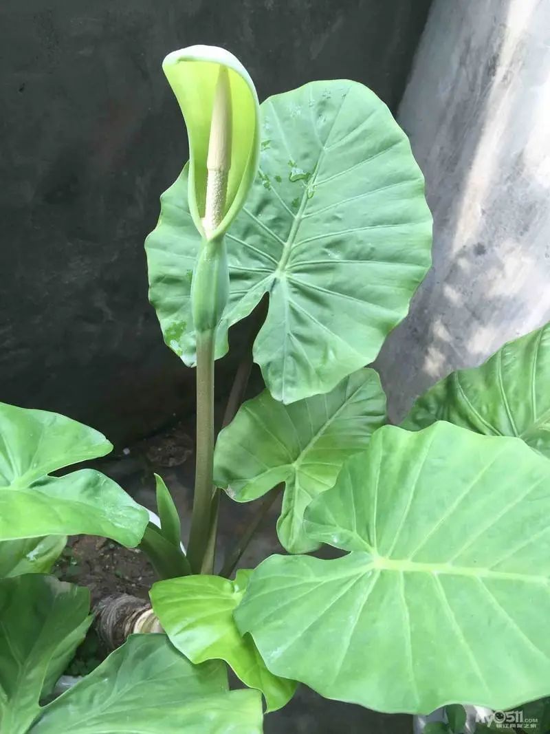 滴水观音为什么会滴水的详细介绍,关于滴水观音的知识