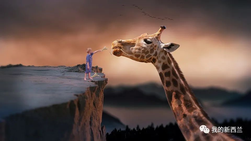 疫情下新西兰的遛娃生活,疫情下新西兰旅行