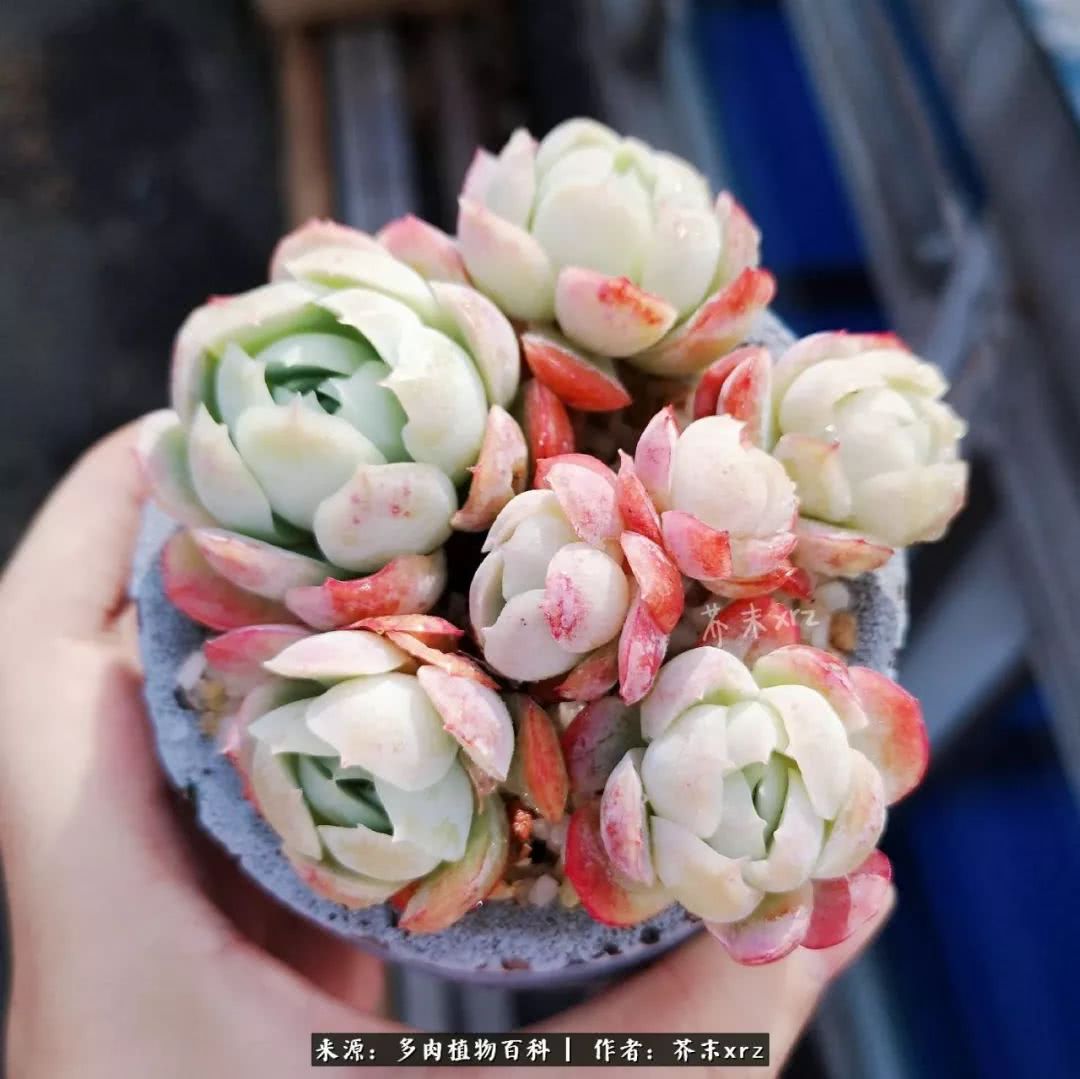 那个爱画多肉的小姑娘带着她的心头肉又来啦！