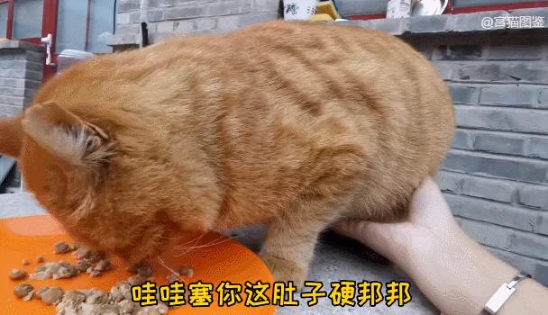 二十多岁进宫，在紫禁城中撸猫8年，她揭开了不为人知的故宫往事