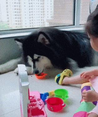 医生用X光片告诉你,蠢萌的宠物们,会不小心吃下什么可笑的东西