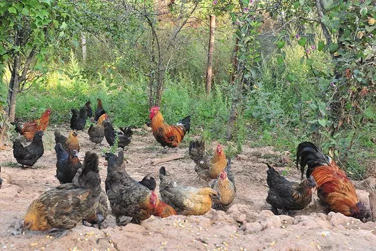 云龙诺邓火腿加工,云龙矮脚鸡