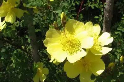 1到100朵红玫瑰花的寓意和花语,助人为乐善良可爱是哪种花的花语