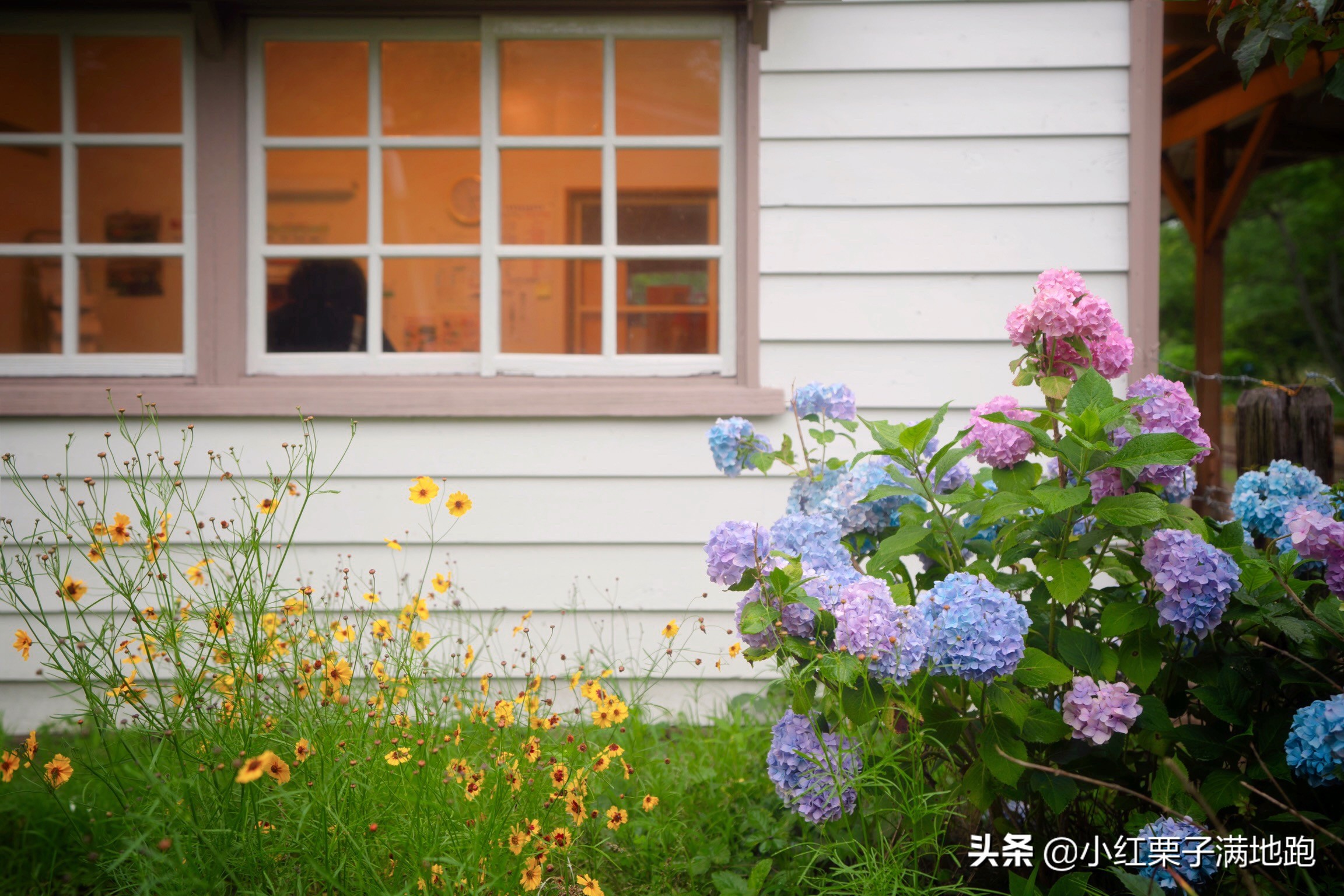 千叶县紫阳花开，如何一边体验火车之旅一边拍摄铁道风景？