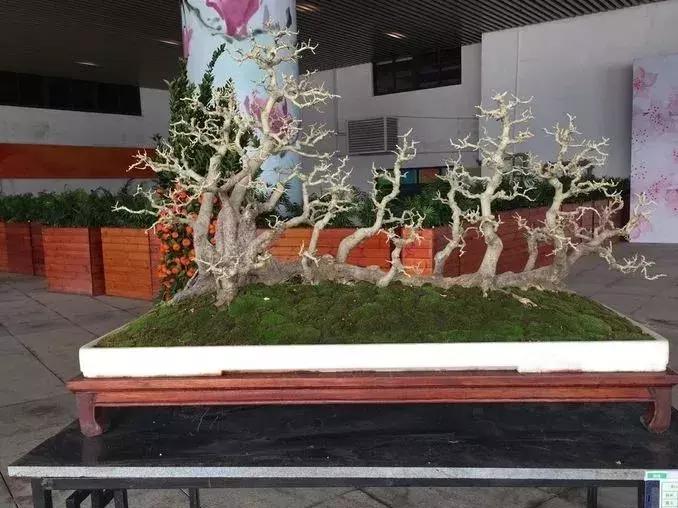 最值得收藏的六种盆景树种是哪种,常见的盆景树种有哪些