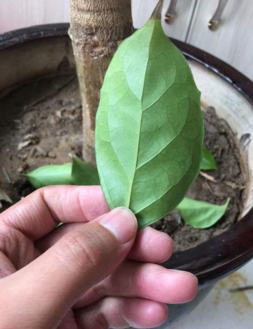 金钱树叶黄怎么补救最快,金钱树黄叶子应该怎么补救