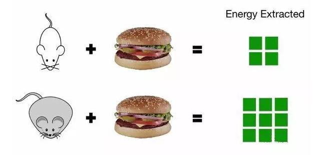 什么菌群可以减肥,如何改变肠道菌群成为易瘦体质