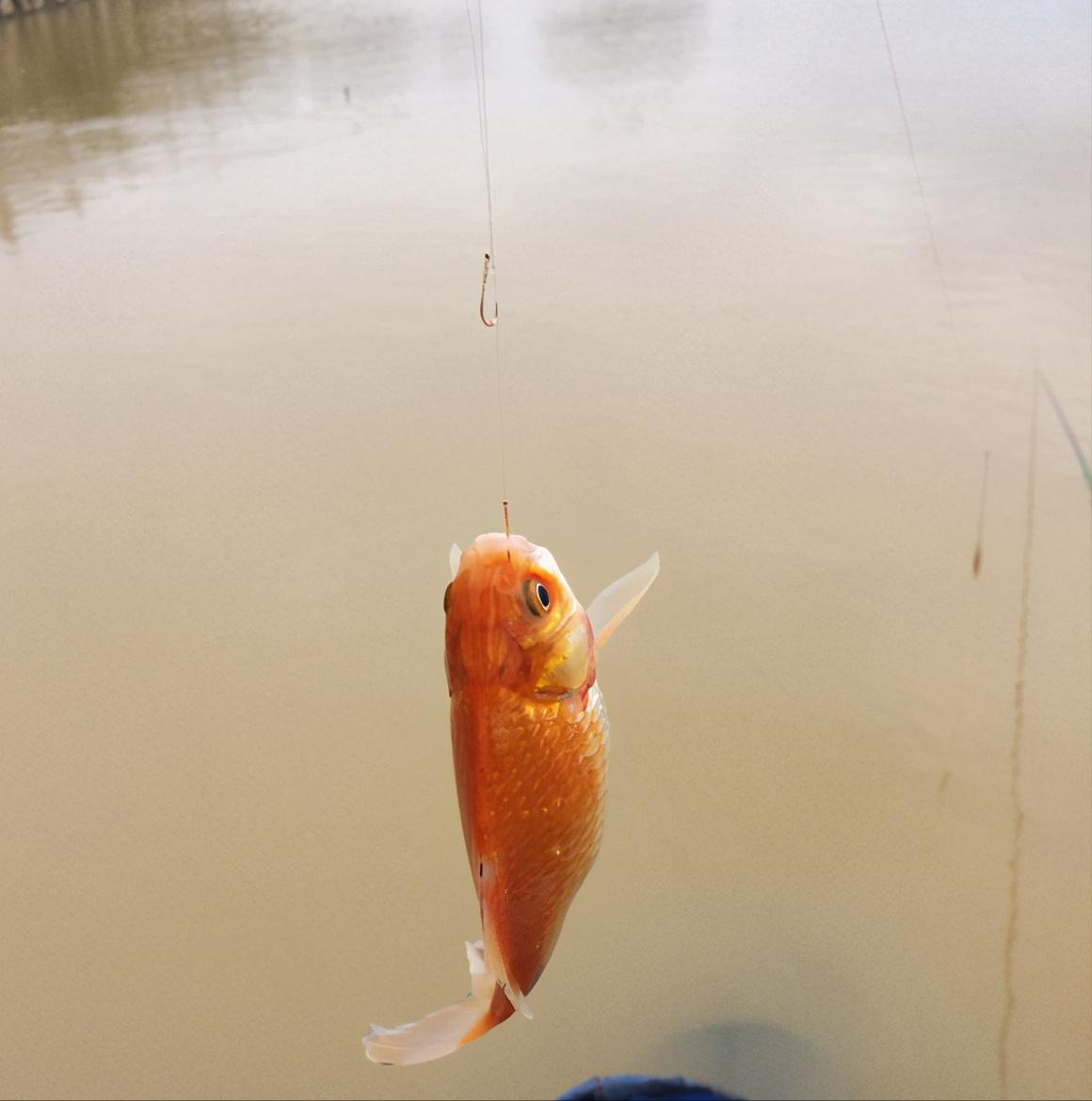 秋冬怎么钓鲫鱼线组钩漂如何搭配,钓鲫鱼钩线漂搭配