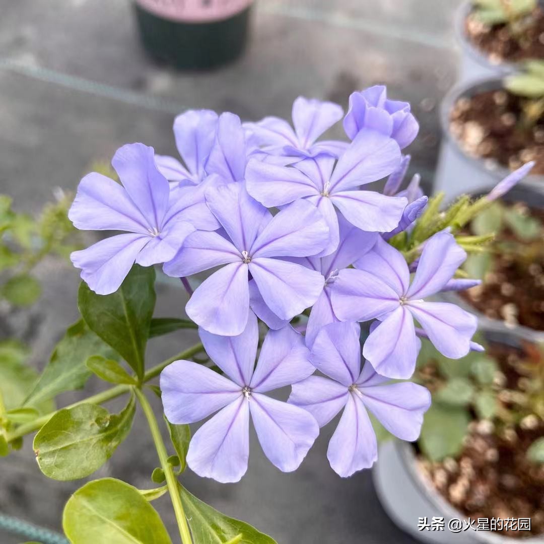 夏天植物闷根咋办,盆栽闷根怎样处理