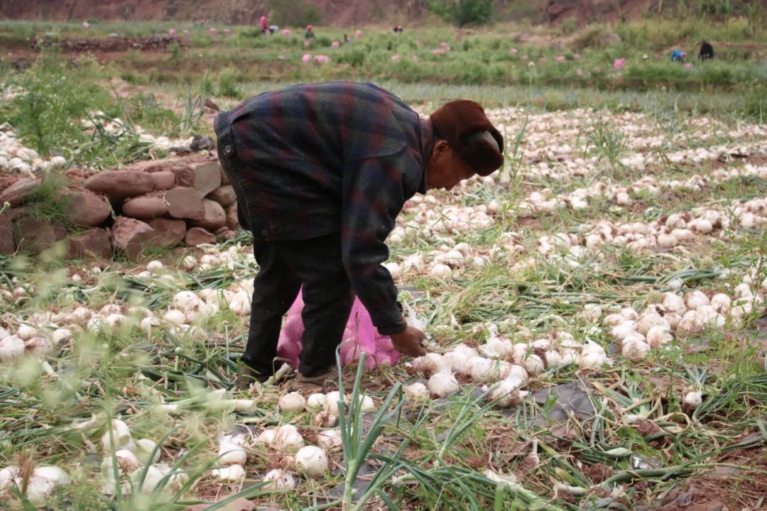 黄皮洋葱批发,黄皮洋葱今日报价