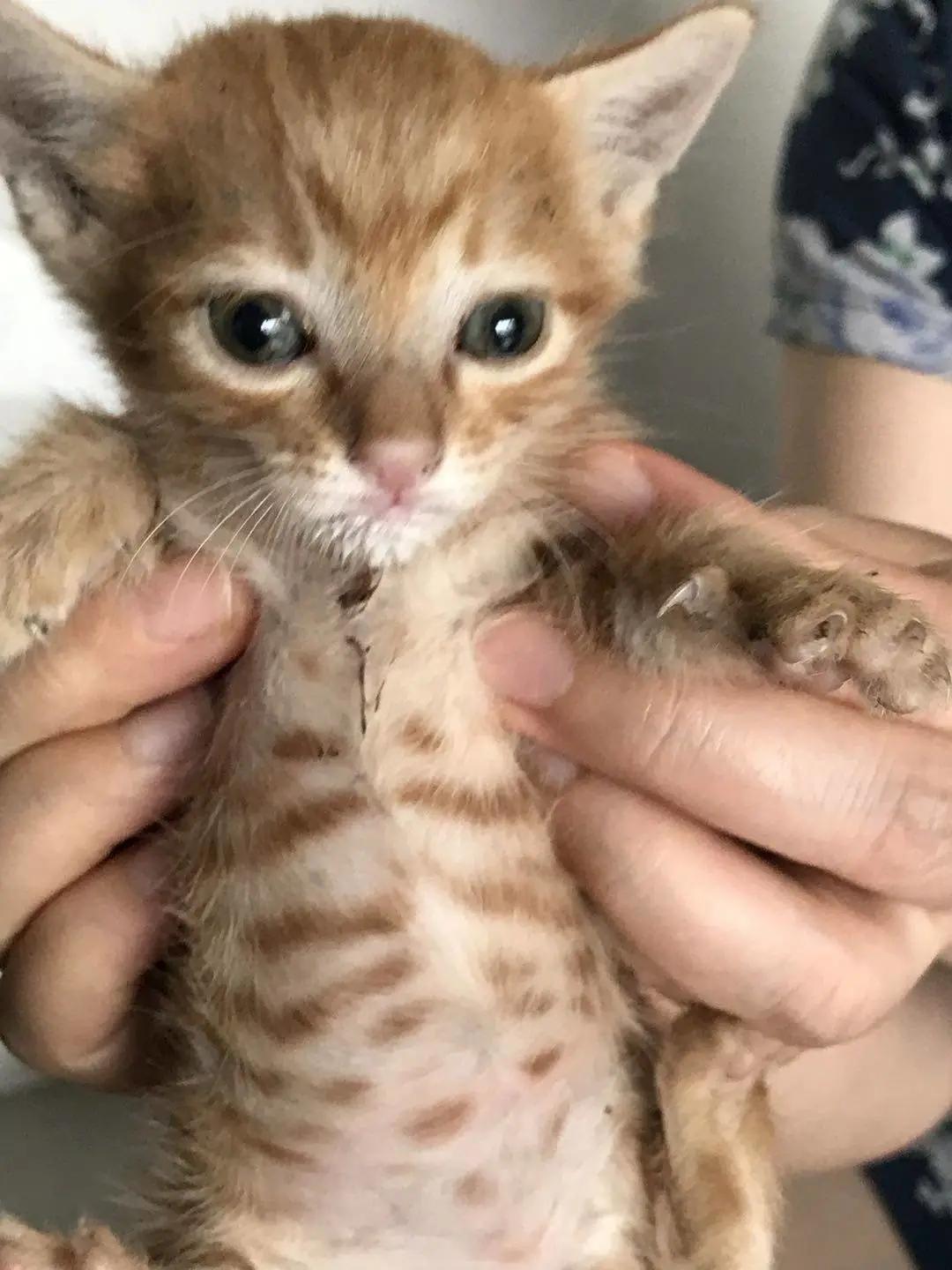 10年前捡回的猫变成的人,8年前从垃圾堆里捡的猫