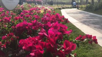 深圳最美簕杜鹃谷公园花海,宝安区花海赏花景点