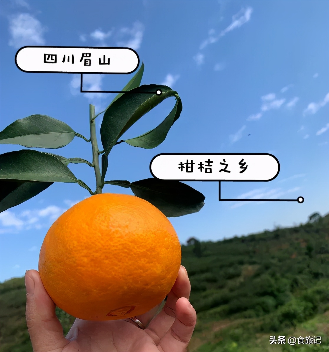 怎么挑选果冻橙才是甜橙子,比果冻橙还好吃的橙子