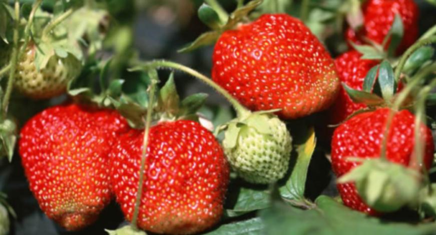 草莓叶子变软变蔫怎么回事,草莓叶子变干是怎么回事