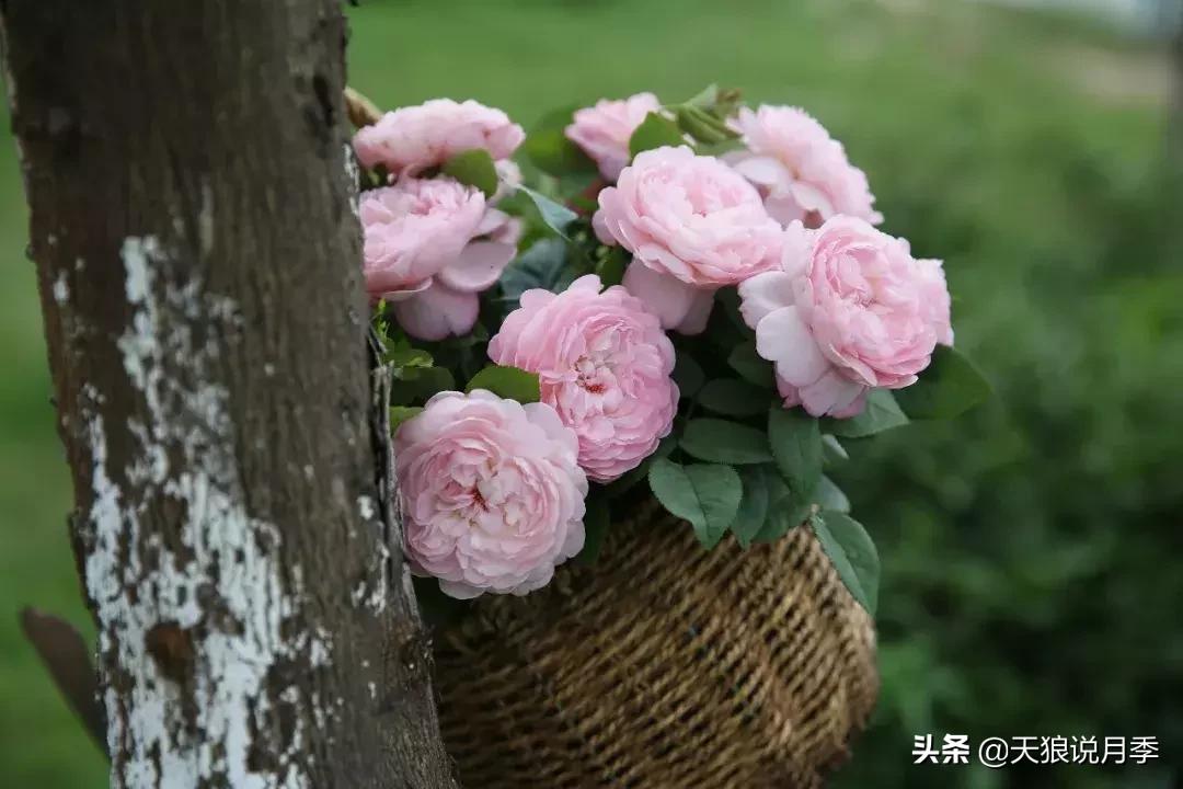 天狼月季新品月季幻紫耐热又梦幻,天狼推荐黄色月季