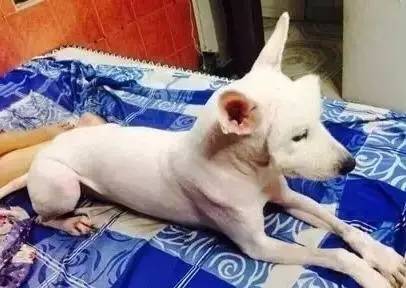 给萨摩耶犬剃毛,给萨摩耶剃毛怎么才能让它不动