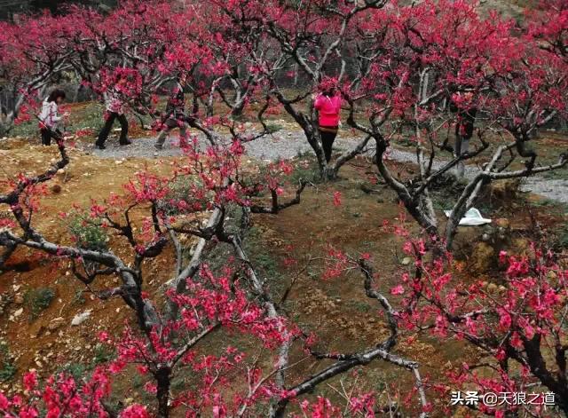 行摄美景东湖樱花园,行摄春天
