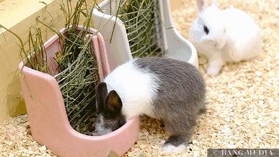 兔兔辣么阔爱，你怎么不养兔兔？