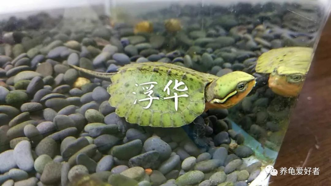 国龟鹰嘴新手入门教程,国龟鹰嘴视频大全