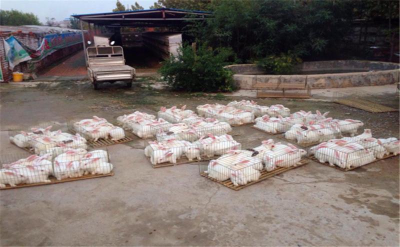 养殖兔子一般往哪销售,兔子销售途径