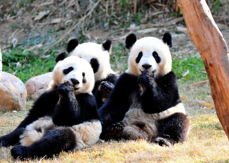 热卖爆款直降1000+，BAT大佬都在抢！双十一最好买的亲子产品是？