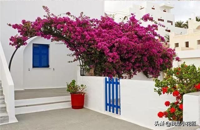 适合阳台种植的爬藤植物都有哪些,家庭阳台种什么爬藤植物比较好