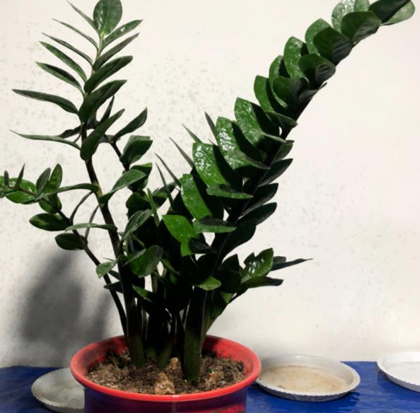 养金钱树做好5点,植株不停窜新芽,金钱叶一串串,油绿又繁茂