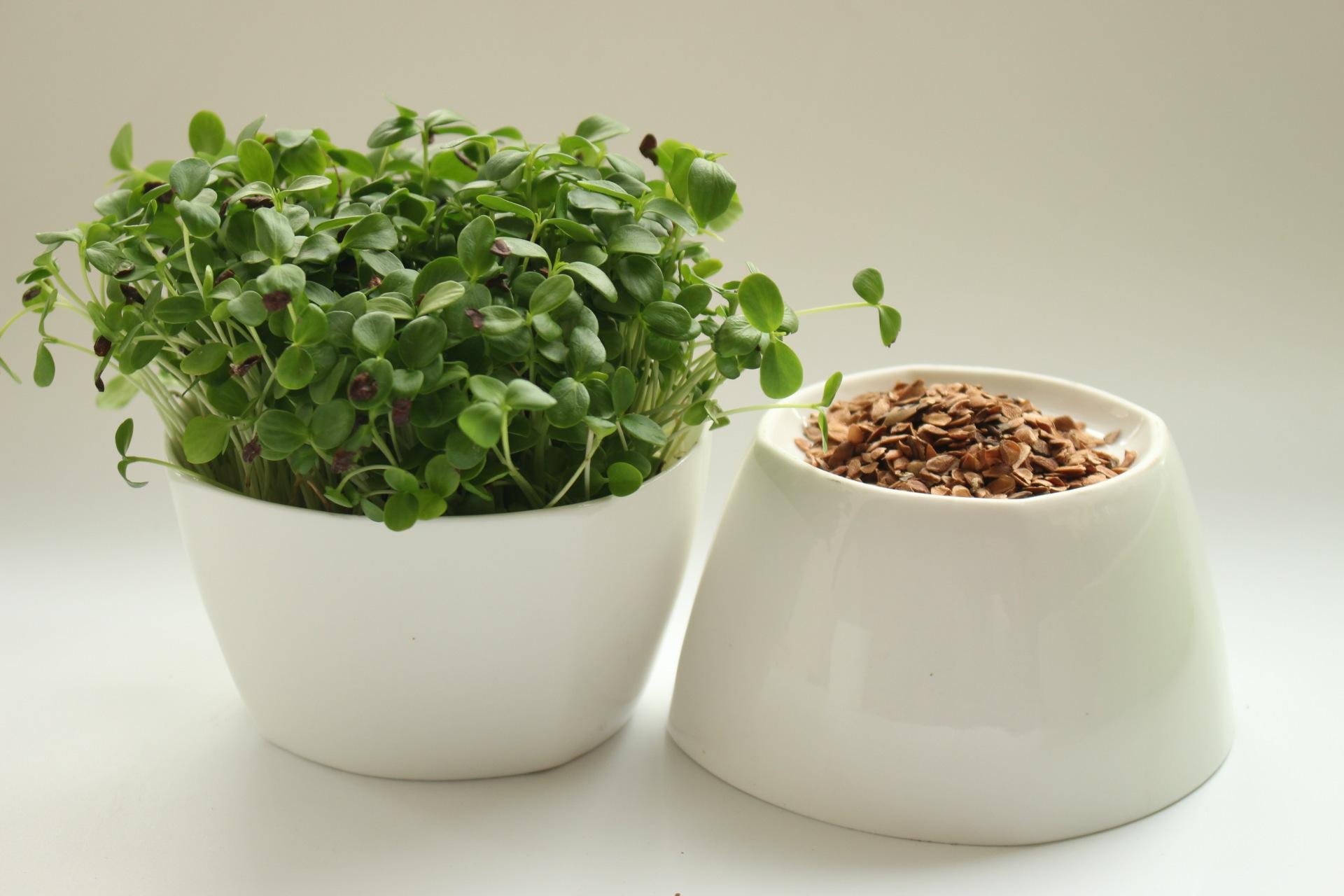 芽苗菜的种植技术香椿,香椿芽苗菜种植技术与管理视频